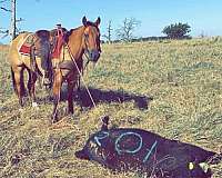 family-horse-quarter