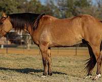 ranch-work-quarter-horse