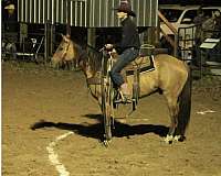 trail-quarter-horse
