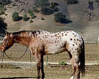 quarter-horse