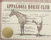 family-horse-quarter