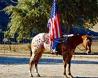 trail-quarter-horse