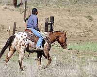 appaloosa-quarter-horse