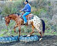 beginner-quarter-horse