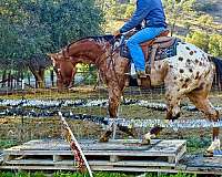 experienced-quarter-horse