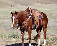 chestnut-blaze-socks-horse
