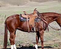 quarter-horse