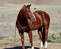 beginner-safe-quarter-horse