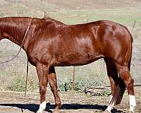 family-horse-quarter