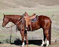 ranch-work-quarter-horse