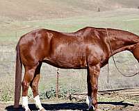 trail-quarter-horse