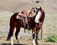 beginner-safe-quarter-horse