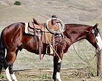 quarter-horse