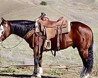 ranch-work-quarter-horse