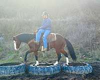family-horse-quarter