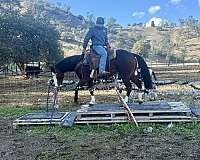 paint-quarter-horse
