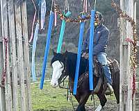 all-around-quarter-horse