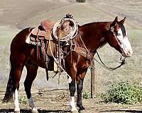 athletic-quarter-horse