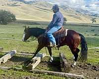 trail-quarter-horse