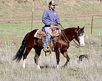 beginner-quarter-horse