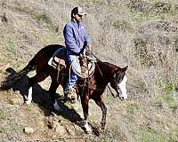 experienced-quarter-horse