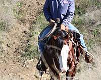 flashy-quarter-horse