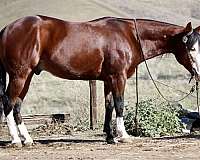 husband-safe-quarter-horse
