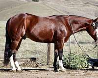 kid-safe-quarter-horse