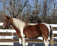 tri-color-tobiano-pony