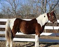 paint-chincoteague-pony