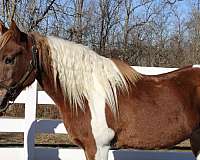 pinto-chincoteague-pony