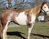 red-roan-white-paint-horse