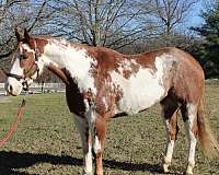 pinto-red-roan-white-paint-horse
