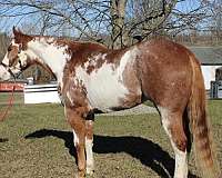 162-hands-paint-horse