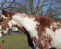 9-years-old-paint-horse
