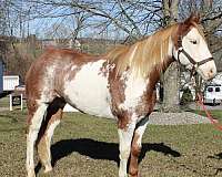 blue-beginner-safe-paint-horse