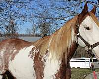 confidence-builder-famiky-horse-paint