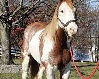 red-roan-white-paint