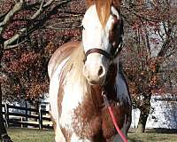 162-hands-horse
