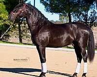 piro-free-mare-stallion
