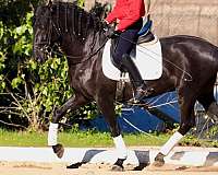 basic-level-mare-stallion