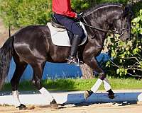 good-bloodlines-mare-stallion
