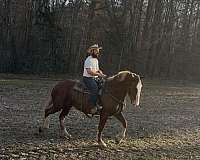 sorrel-belgian-mare