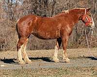 sorrel-mare-for-sale