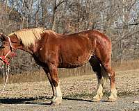 16-hand-belgian-mare