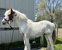 chestnut-tobiano-gvhs-colt