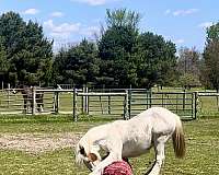 chestnut-tobiano-gypsy-vanner
