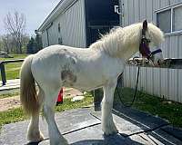 chestnut-tobiano-colt