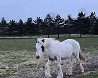 chestnut-tobiano-horse-for-sale