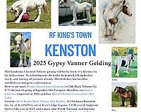 gypsy-vanner-colt